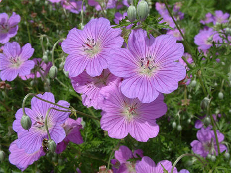 Drought tolerant geranium