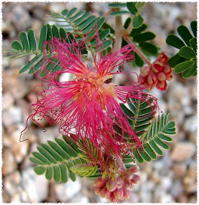 Commercial Landscaping with Fairy Duster